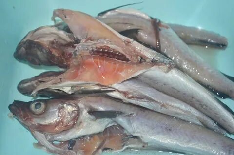 Минтай чешуйчатый: характеристики и применение Компас решений gravitsky.ru