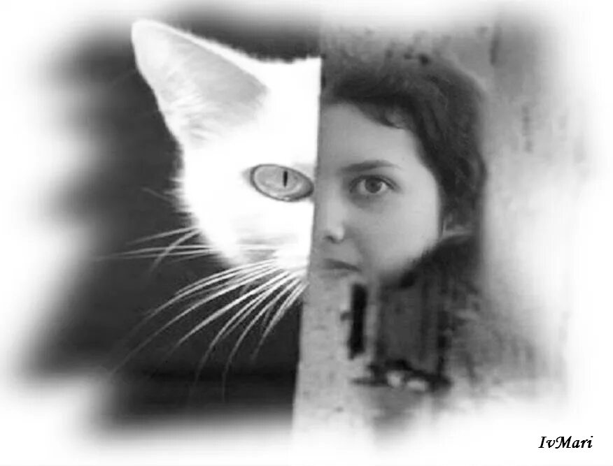 Посвящается кошке лизе картинки. Посвящается кошке лизе картинки