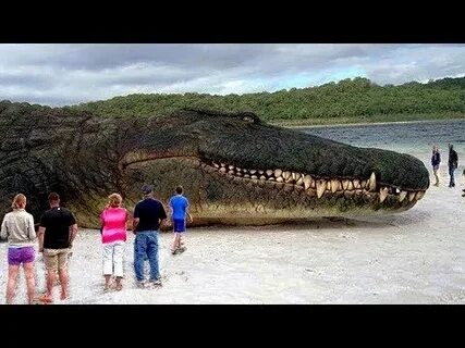 Самого большого животного на земле