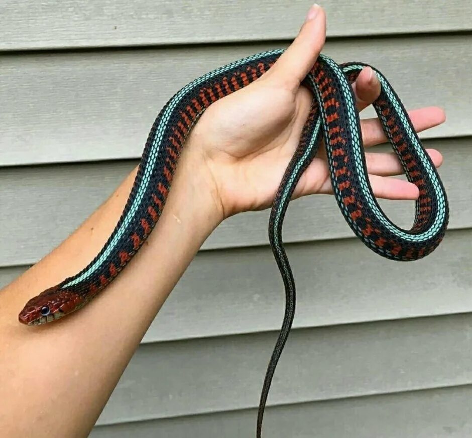 Heterodon nasicus. Домашние змеи не ядовитые. Маисовый полоз черный. Домашние гадюки. Маисовый полоз белый.