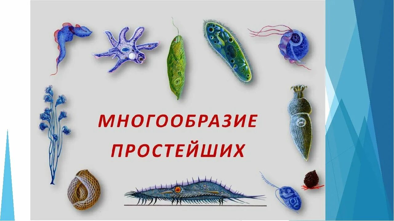 Значения простейших животных. Многообразие простейших. разнообразие протистов. представители простейших. многообразие простейших животных.