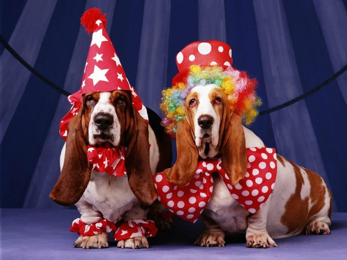 There a funny dog at the circus
