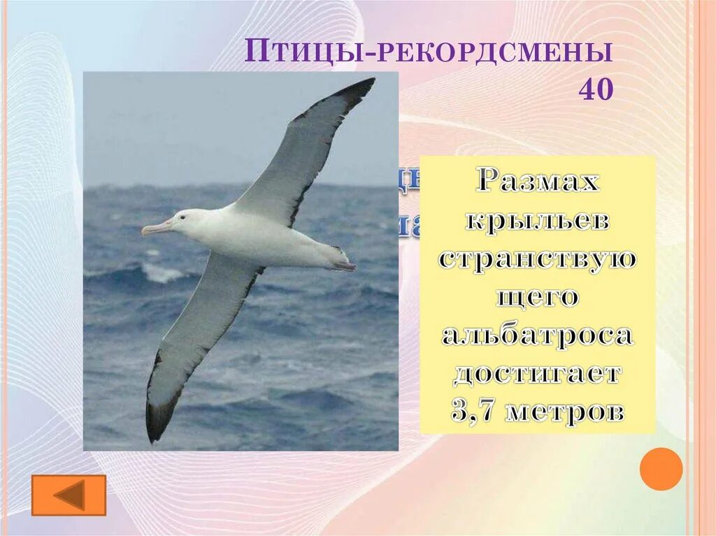 Альбатрос размах крыльев 3 метра. Странствующий Альбатрос размах крыльев. Самый большой размах крыльев у птиц. Птица с размахом крыльев 3 метра. Птицы рекордсмены