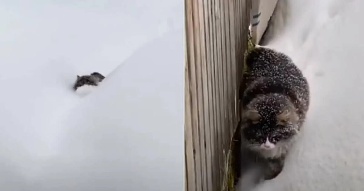Пробираться по сугробам. Кот пробирается через сугробы. Кот через снег. Кот застрял в снегу. Пробираюсь сквозь сугробы.