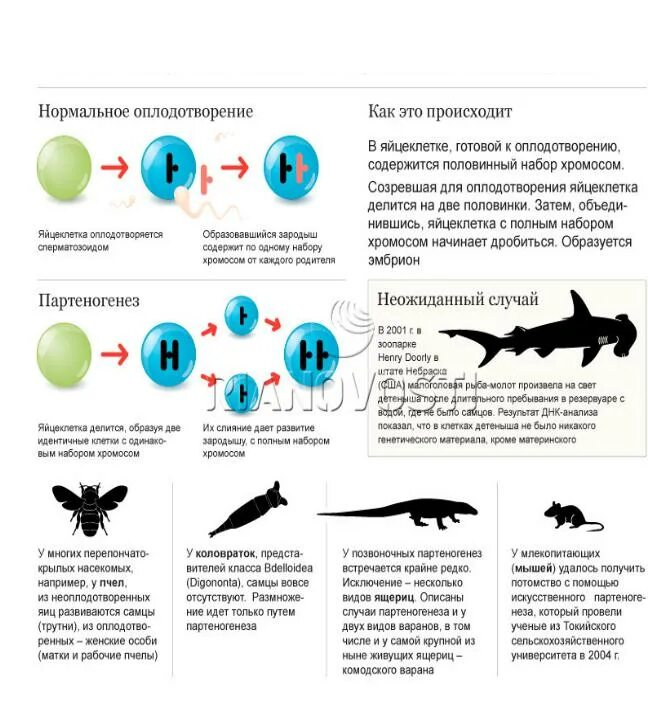 Размножается партеногенетически. Партеногенез вид размножения. Партеногенез у ящериц. Партеногенез у позвоночных животных. Партеногенез набор хромосом.