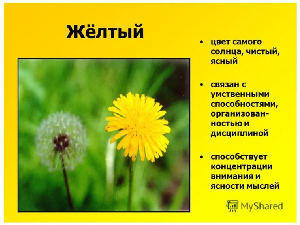 Что значит желтый цвет цветов