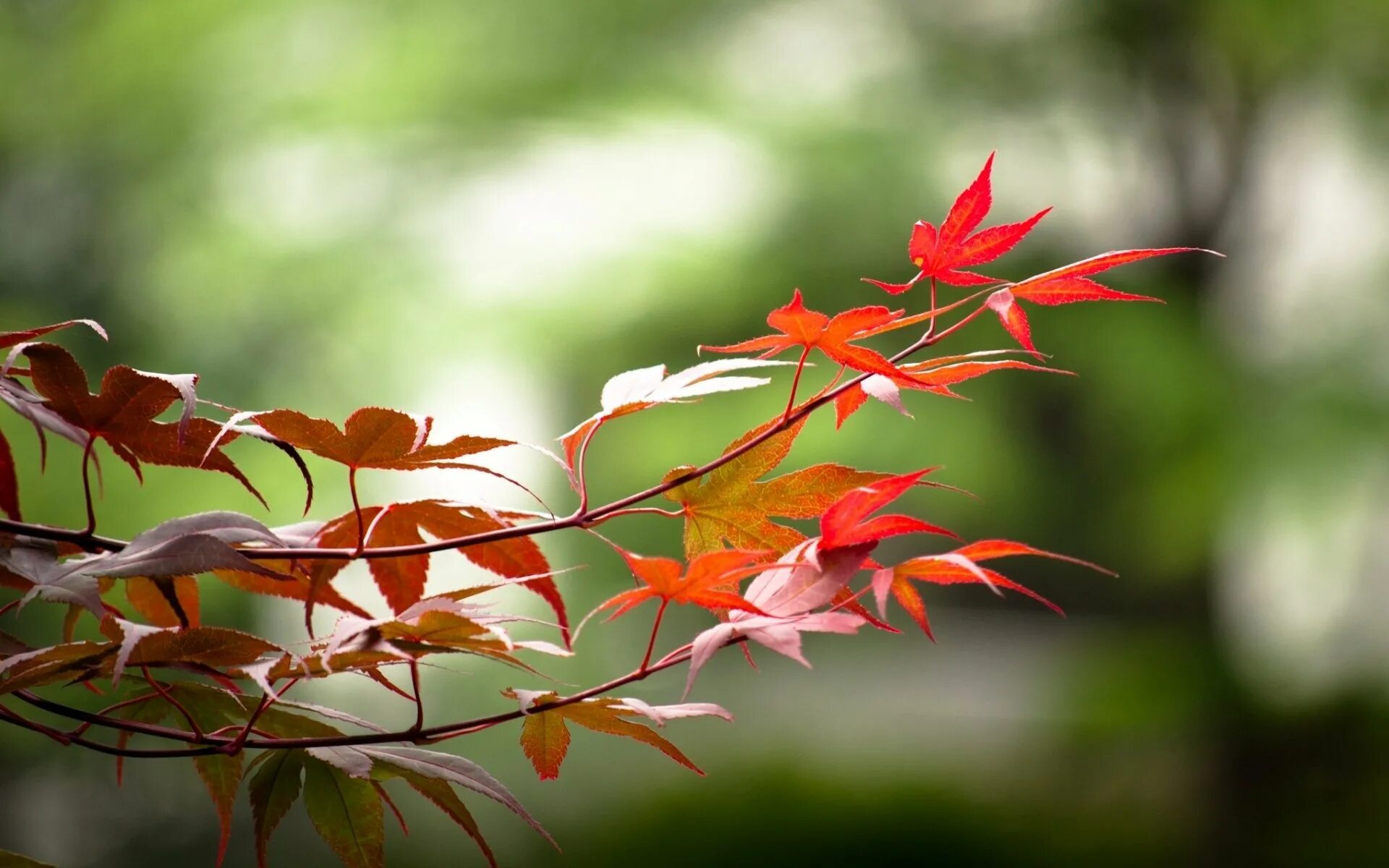 Багряной веткой. Осенняя ветка. Растения осенью. Красивая осень. Осень листья.