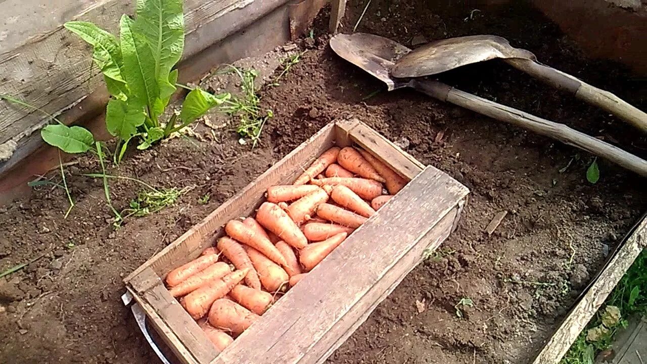 Как хранить морковь в квартире. Ящик для хранения моркови. Хранение моркови на грядке. Морковь в ящике. Ящик для моркови в погребе.