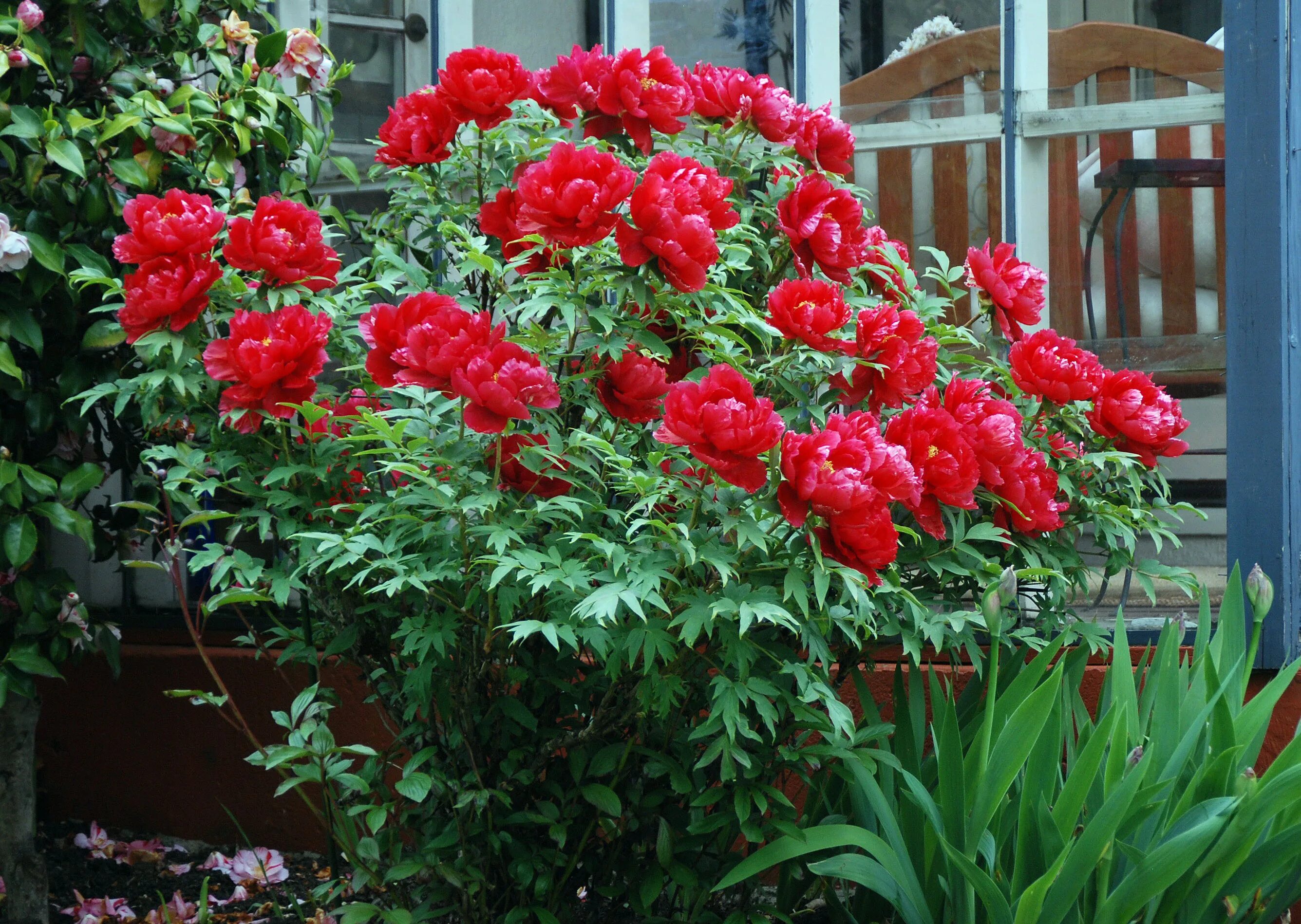 Уход за древовидным пионом. Пион древовидный Paeonia suffruticosa. Пион древовидный hoki. Пион древовидный красный гигант. Пион древовидный Сторинг ред.