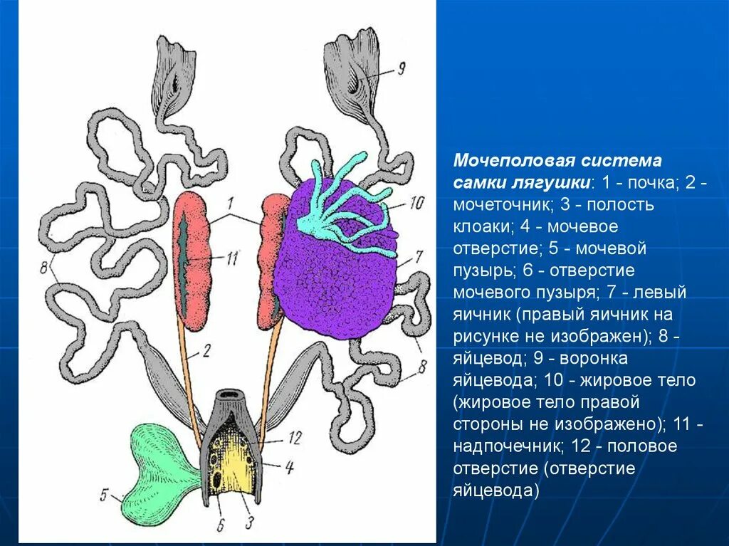 Мочеточник у земноводных. Мочевыделительная система лягушки. Мочеполовая система самки лягушки. Выделительная система лягушки. Выделительная система земноводных схема.