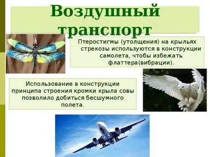 Примеры бионики в жизни человека