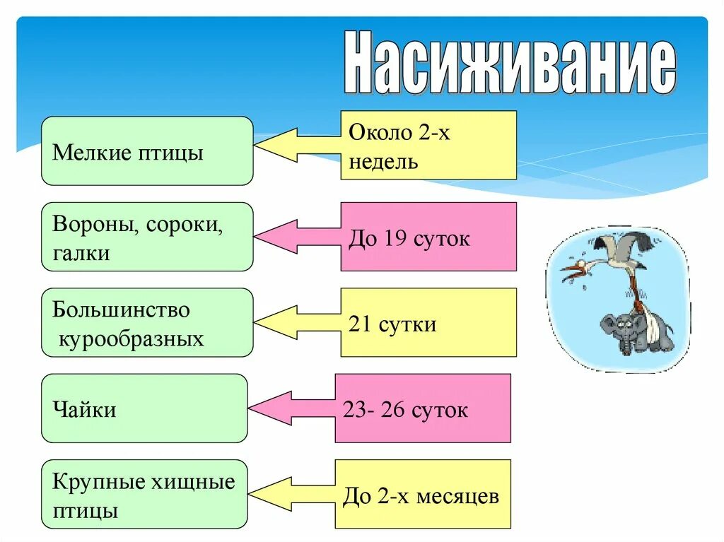 Насиживание у птиц. Класс птицы 7 класс размножение. Птицы поведение насиживания. Размножение и развитие сороки.