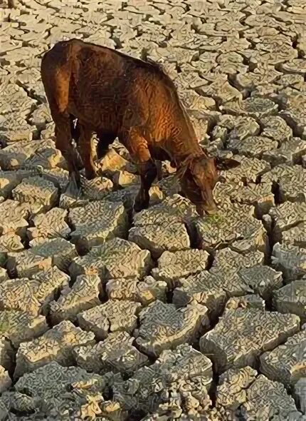 Засуха животные. Засуха. Жара засуха. Засуха картинки. Природа: засуха и зелень.