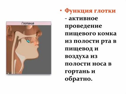Глотание это