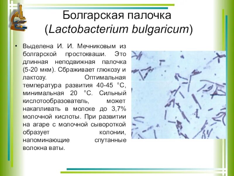 Молочнокислые бактерии при какой температуре. Болгарская палочка Lactobacillus bulgaricus. Болгарская молочнокислая палочка под микроскопом. Болгарская палочка Мечникова. Мечников молочнокислая палочка.