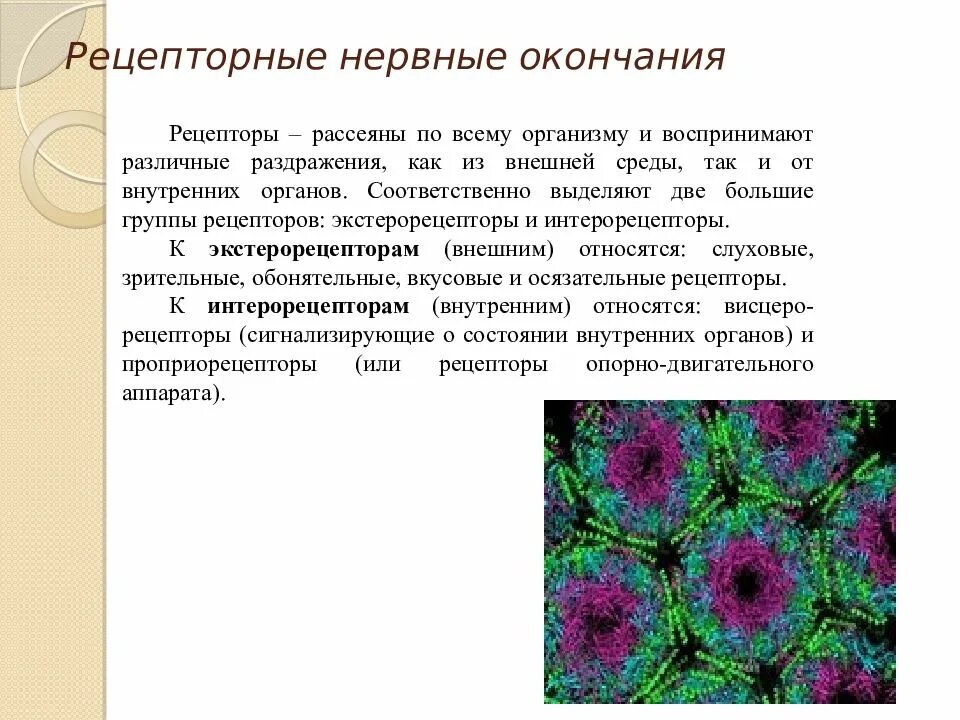 Какие рецепторные окончания расположены ближе всего. Рецепторные нервные окончания. двигательные нервные окончания гистология.