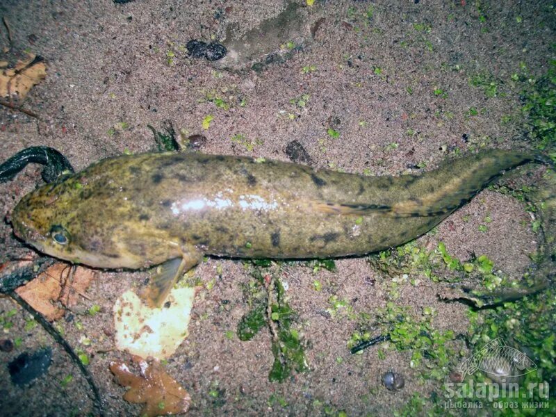 Клуб рыбалки налим. Клуб рыбалки налим. Налим рыба. Клуб рыбалки налим. Клуб рыбалки налим.