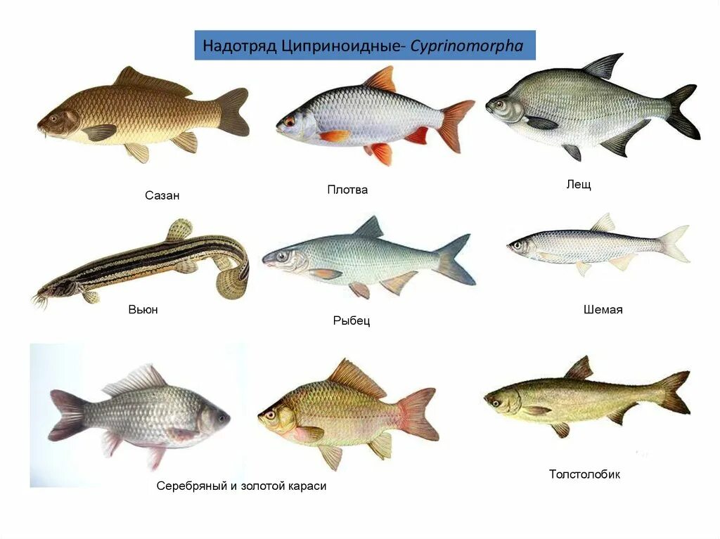 Костные рыбы плотва. Костные рыбы представители. Костные рыбы надотряд. Циприноидные рыбы. 3 примера костных рыб