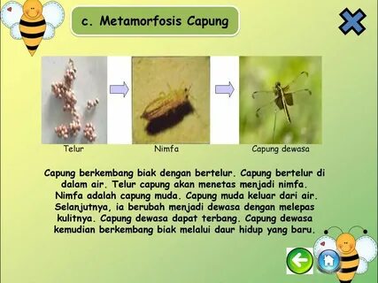 Metamorphosis 3 текст