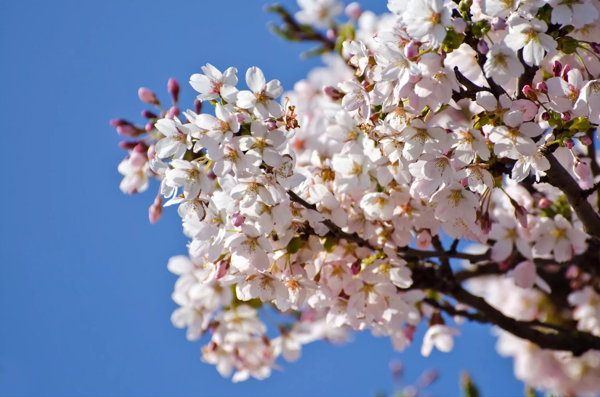 Дерево весной название цветет. Цветущие деревья. Весеннее дерево. Весенние цветущие деревья. Цветущее Весеннее дерево.