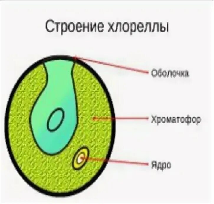 Хлорелла ее функции. Хлорелла водоросль строение. хроматофор хлореллы. хлорелла строение клетки. хлорелла схема.