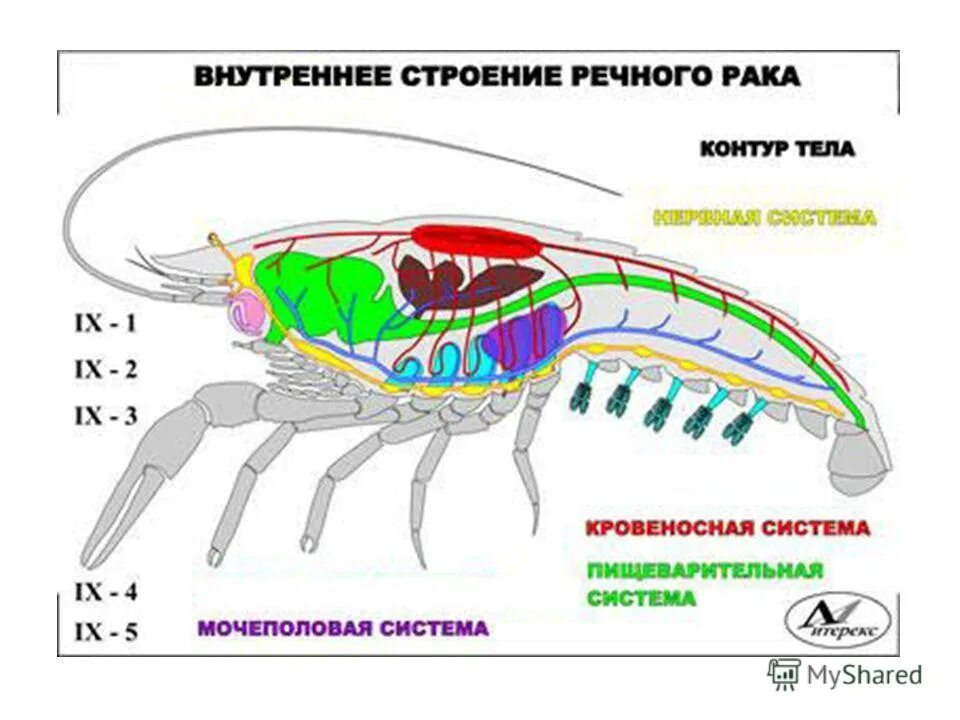 Внутреннее строение речного. Внутреннее строение членистоногих 7 класс биология. Внутреннее строение ракообразных. Строение членистоногих ракообразные. Схема внутреннего строения членистоногих.