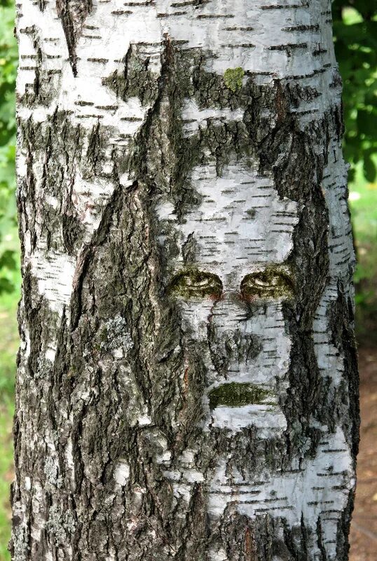 с днем зеленых глаз открытки. береза мультяшная. березы и ромашки. береза лицо. лицо из природы.