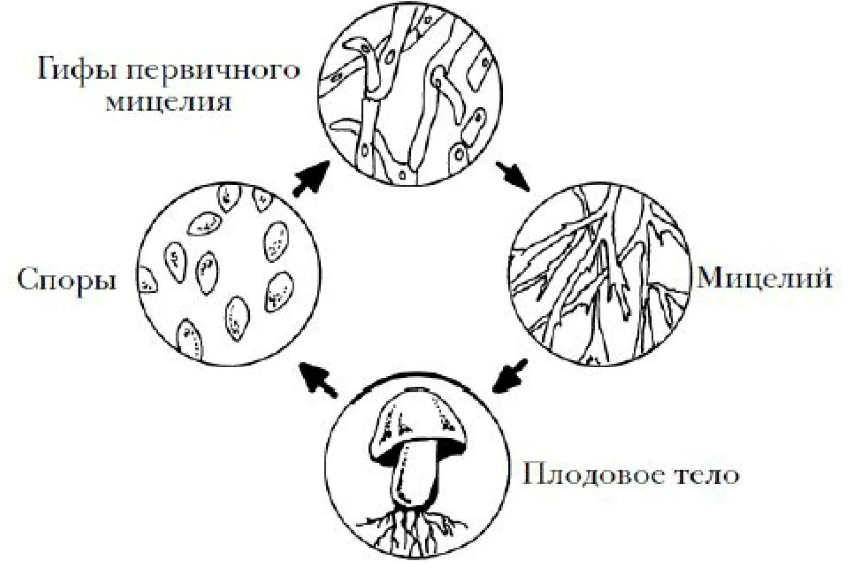 Споры полового размножения грибов. Споры бесполого размножения грибов. Размножение грибов схема. Схема способы размножения грибов. Споры вегетативного размножения грибов.