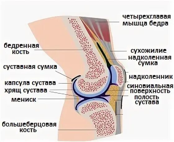 Суставная сумка коленного сустава. Суставные сумки коленного сустава анатомия. Синовиальные сумки коленного сустава анатомия. Синовиальные сумки надколенника. Сумки коленного.