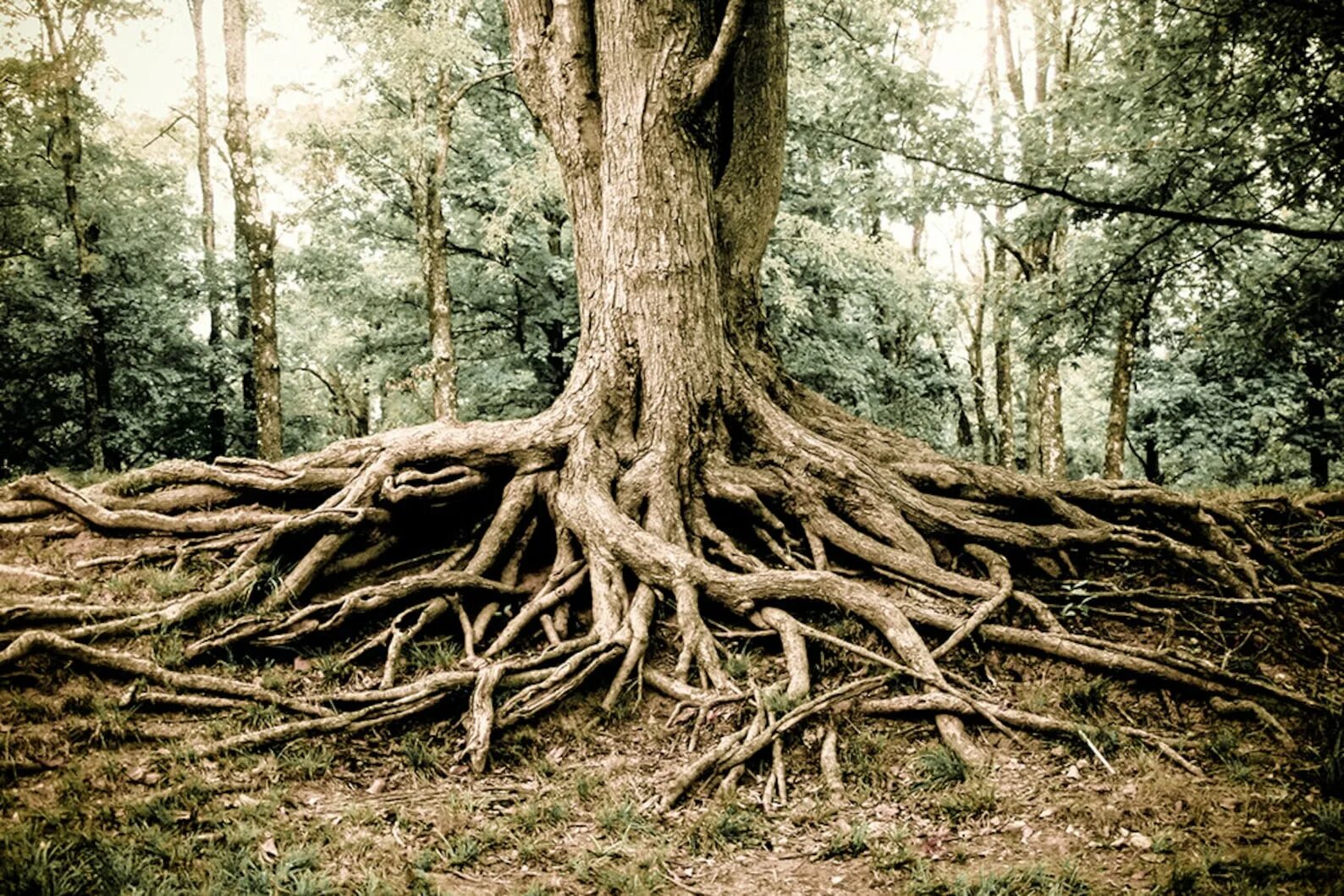 I see trees