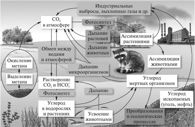 Круговорот веществ в природе география 6 класс. Круговорот углерода в биосфере. Круговорот веществ в природе 7 класс география. Круговорот веществ в биосфере биология. Круговорот углерода в природе.