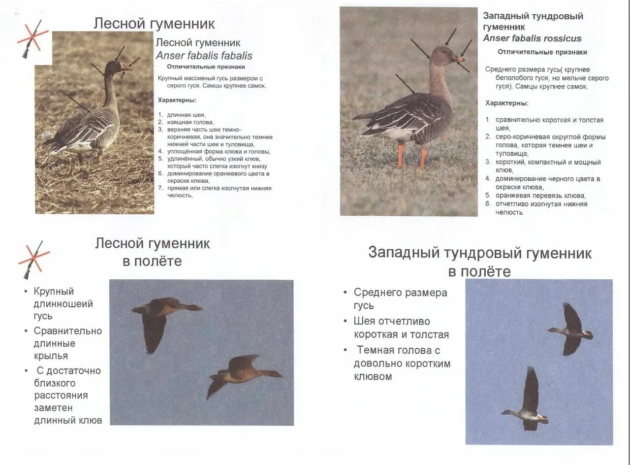 Признаков гусиного гнездовья впр 7 класс ответы. Тундровый гуменник. Гусь гуменник самка и самец. Гусь гуменник Таежный. Гусь гуменник подвиды.