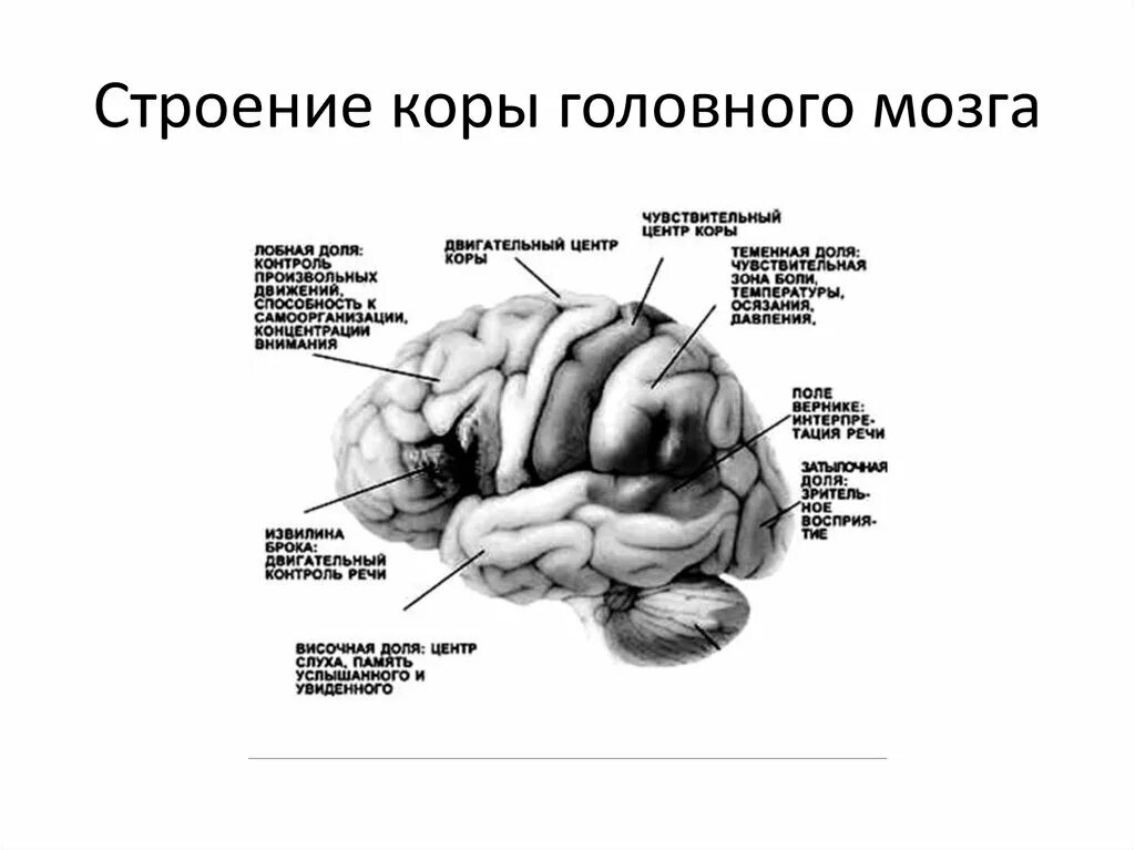 Строение коры головного мозга. Строение коры головного мозга анатомия. Структура коры головного мозга. Функции задней коры мозга