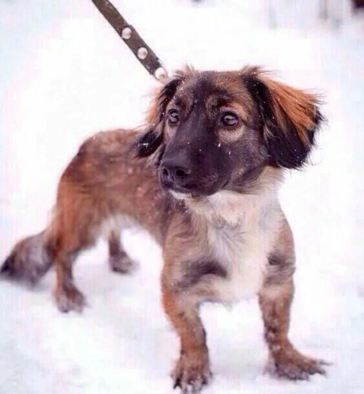 Породистые собаки ищут дом. Собачий приют в Екатеринбурге. Небольшие собаки из приюта. Собаки из приюта в Екатеринбурге. Купить собаку свердловская