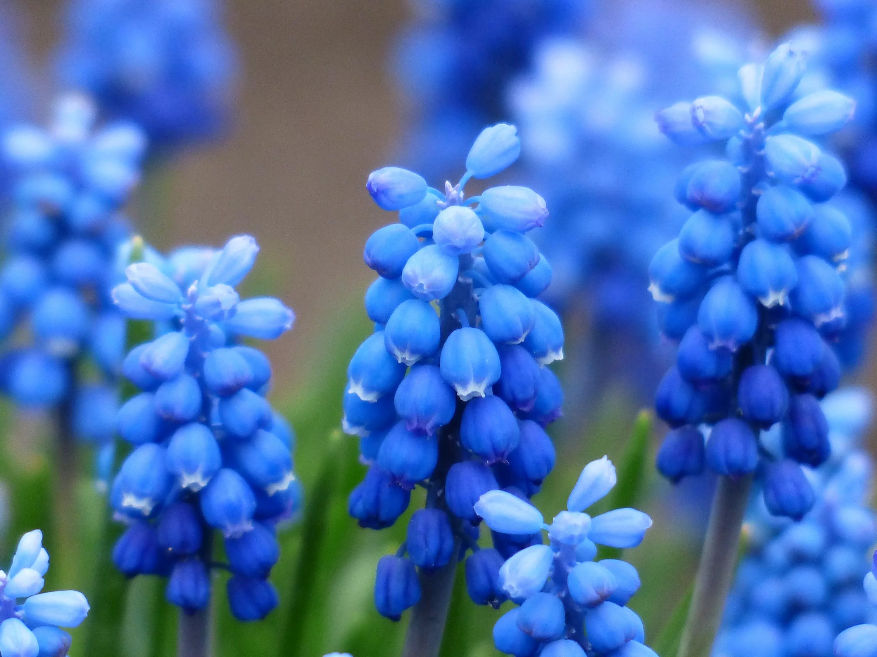 Синие ранние цветы название. Мышиный гиацинт мускари. Пролеска и мышиный гиацинт. Мускари крымские. Мускари Блю тюльпан.