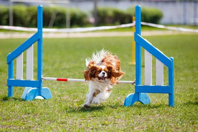 ККЧС аджилити. Pet sport