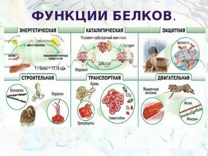 Отторжение белка организмом