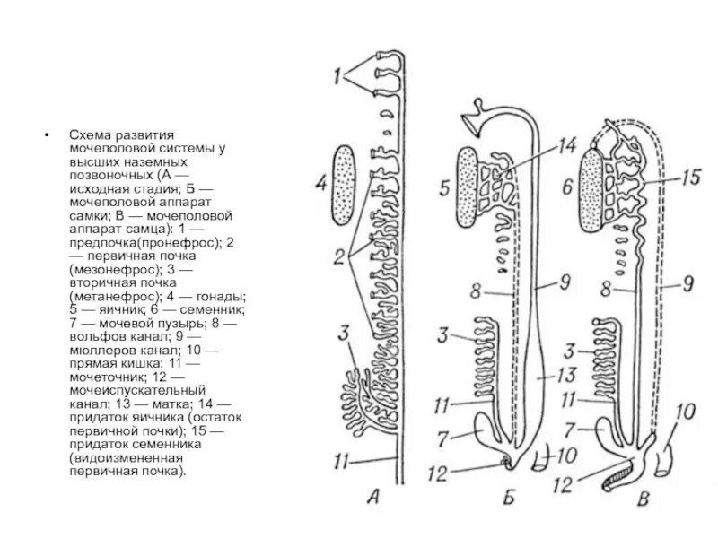 Эмбриональное развитие мочеполовой системы. Эмбриогенез мочевой системы. Филогенез мочеполовой системы позвоночных. Развитие выделительной системы гистология. Формирование выделительной системы.