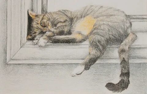 Рисунки кота дремота