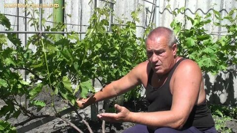 Технология винограда