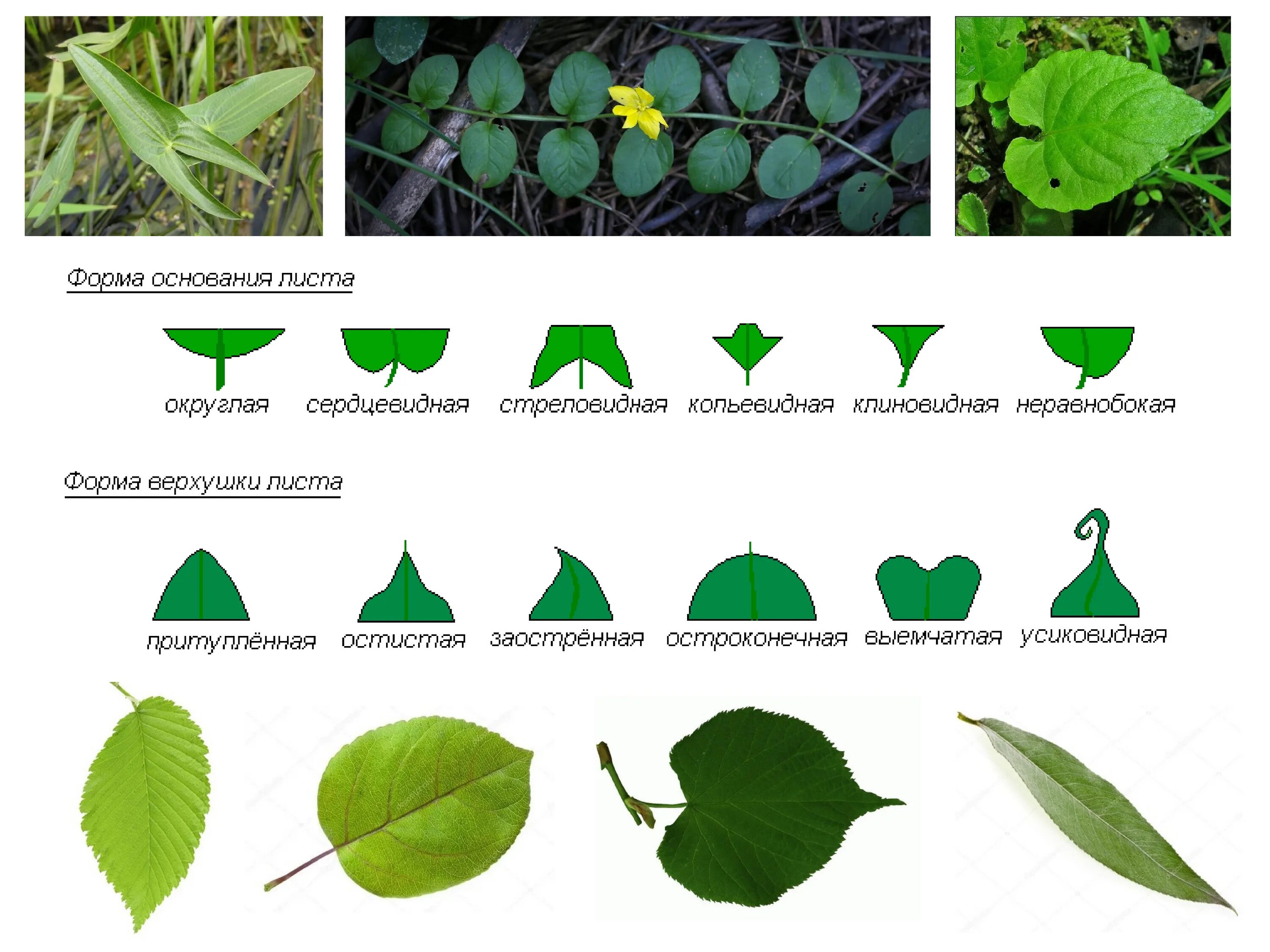 Сердцевидная верхушка листовой пластинки. Выемчатое основание листа пример. Яйцевидный Тип листа. Форма листа.