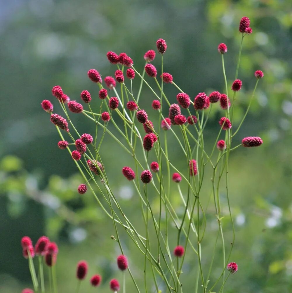 Кровохлебка Sanguisorba. Кровохлебка Tanna. Кровохлебка лекарственная Tanna. Кровохлебка лекарственная (Sanguisorba officinalis).