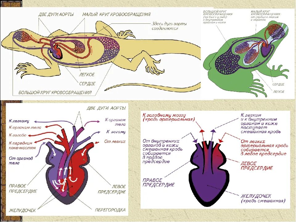 Таблица внешнее строение ящерицы и птицы. Внутреннее строение пресмыкающихся схема. Строение систем внутренних органов рептилий. Кровеносная система система пресмыкающихся. Пресмыкающиеся внешнее и внутреннее строение.