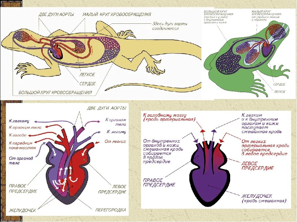 Внутреннее строение пресмыкающихся схема. Кровеносная система система пресмыкающихся. Пресмыкающиеся внешнее и внутреннее строение. Пресмыкающиеся внутреннее строение ящерицы. Сердце у крокодила состоит