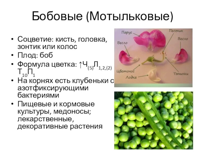 Картинки РАСТЕНИЕ ОТНОСЯЩЕЕСЯ К СЕМЕЙСТВУ МОТЫЛЬКОВЫЕ