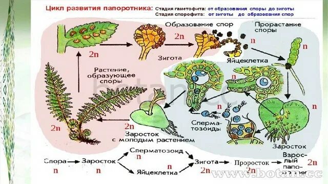 Споры развиваются в сорусах. Жизненный цикл папоротника с набором хромосом. Жизненный цикл плауна митоз мейоз. Жизненный цикл плаунов ЕГЭ. Жизненный цикл плауна ЕГЭ.