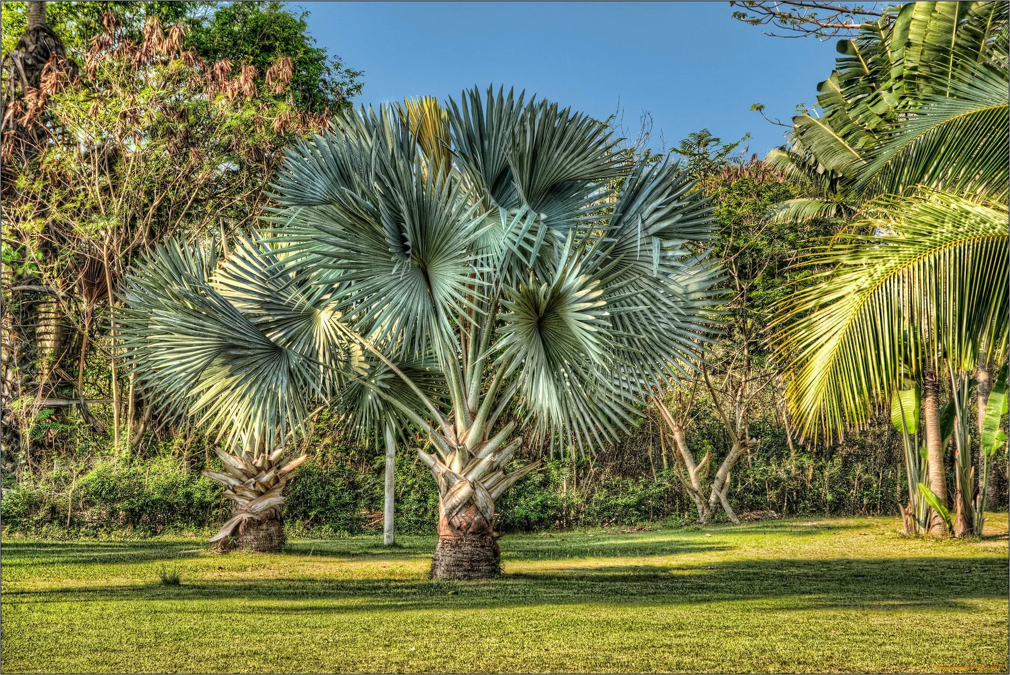 Tropical plant. Пальма винтовая панданус Вейча. Пальма равенала Мадагаскарская. Юбея Чилийская. Пальма рафия в Африке.