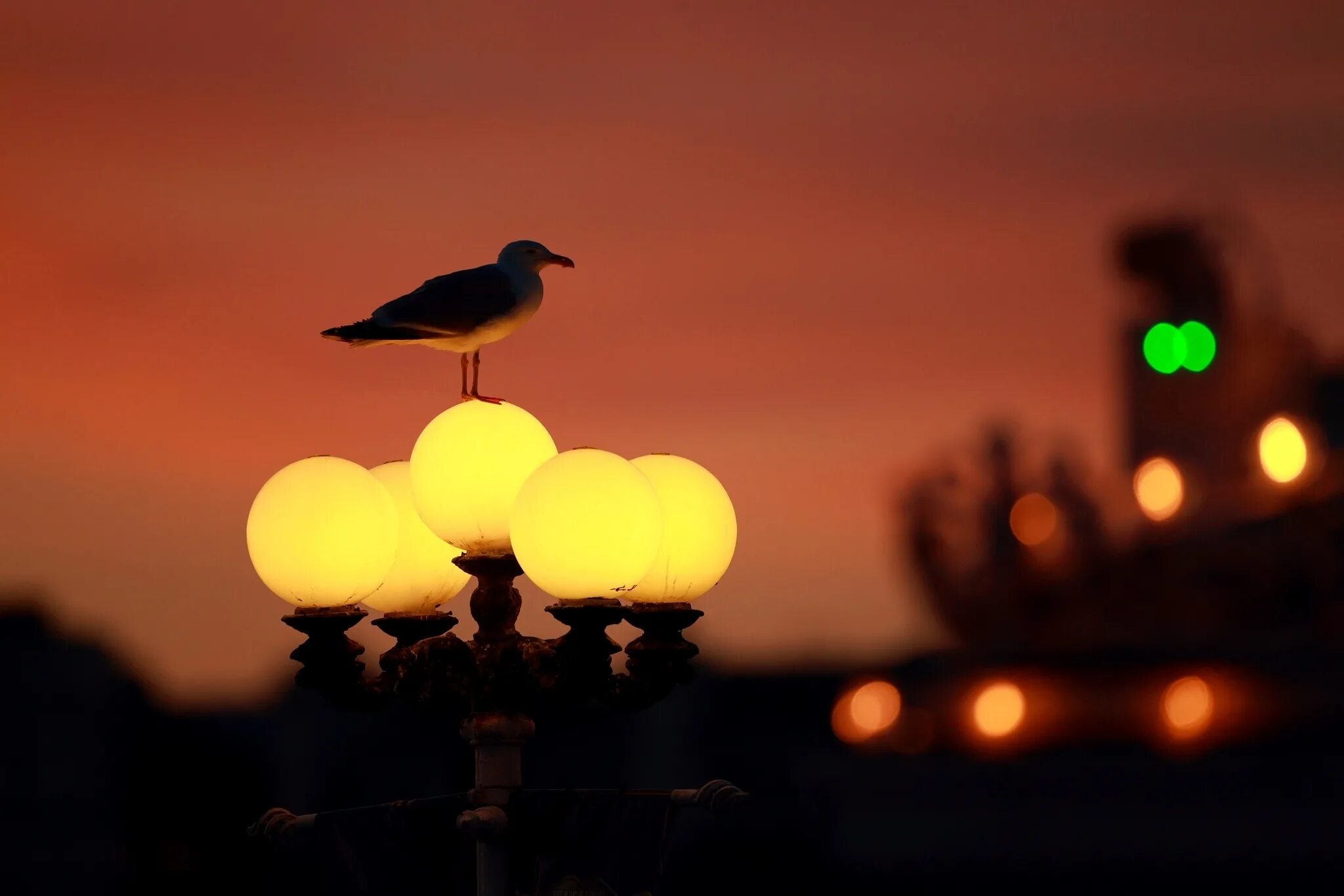 Птицы светятся. Птицы ночью. Вечер птицы. Птицы в городе. Ночные птицы в городе.
