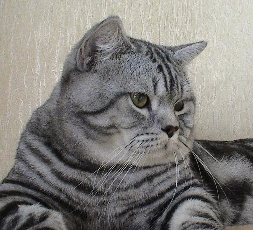 Кот для вязки шотландский вислоухий челябинск. Кот на вязку авито. Вязка британский кот. Кот на вязку авито. Кот для вязки британец.