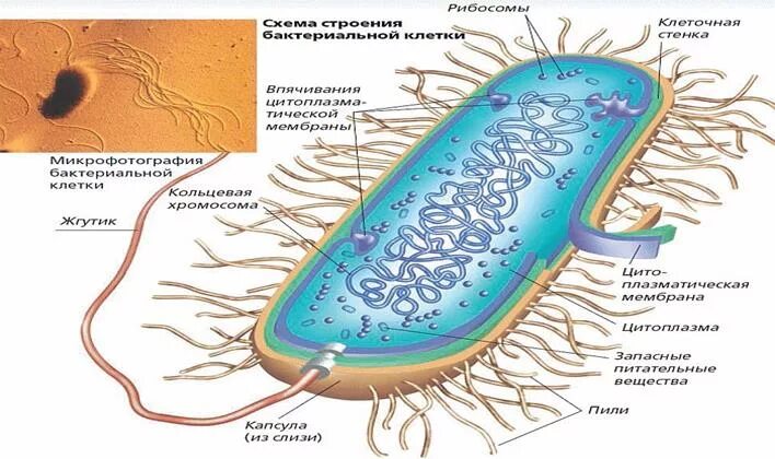 Установите последовательность зон корня